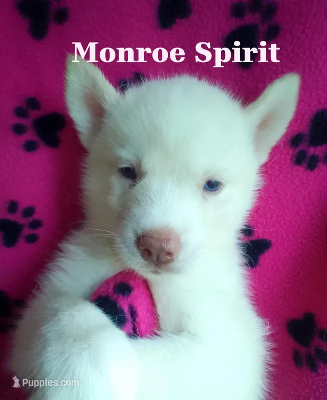 Monroe Spirit – Siberian Husky puppy for sale in Gonzales, LA