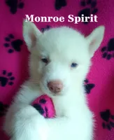 Monroe Spirit, a female Siberian Husky for sale in Gonzales, LA – 1 of 1
