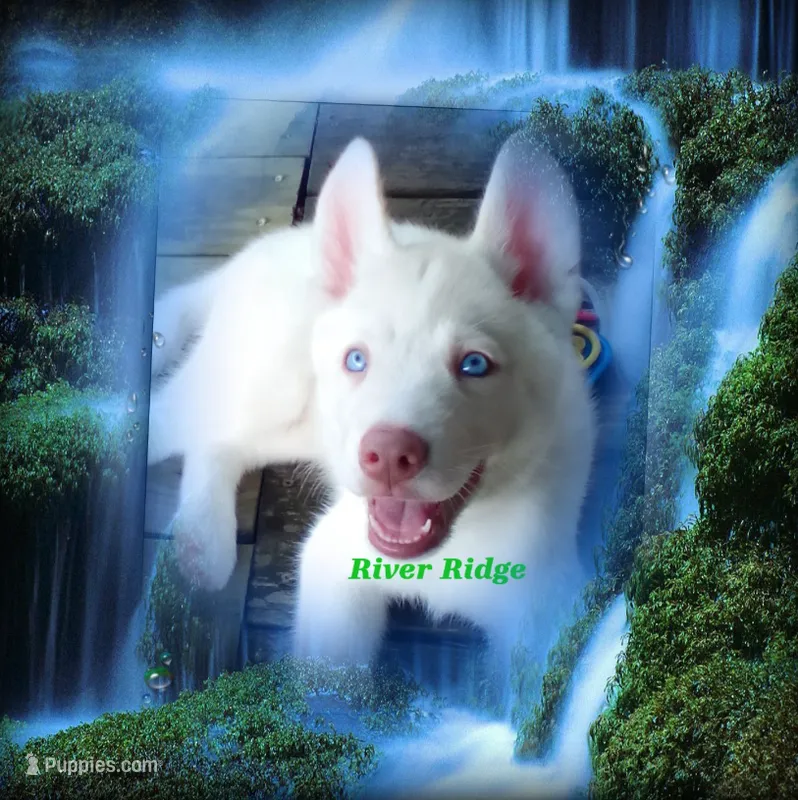 River Ridge – Siberian Husky puppy for sale in Gonzales, LA