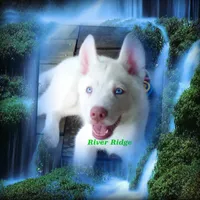 River Ridge, a male Siberian Husky for sale in Gonzales, LA – 1 of 1