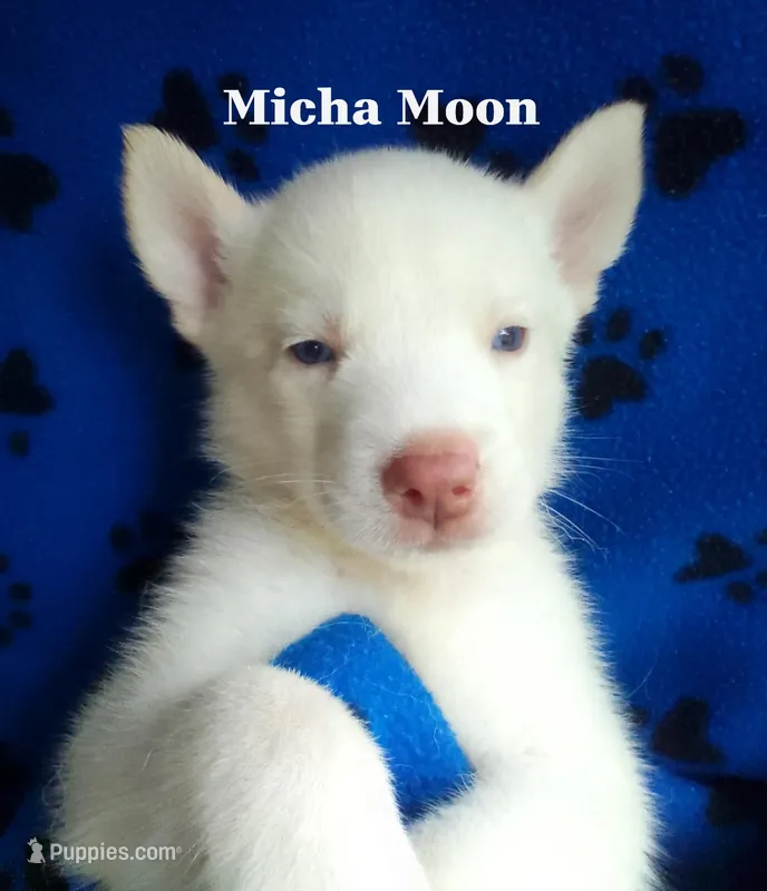 Micha Moon – Siberian Husky puppy for sale in Gonzales, LA
