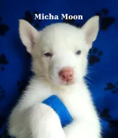 Micha Moon, a male Siberian Husky for sale in Gonzales, LA – 1 of 1
