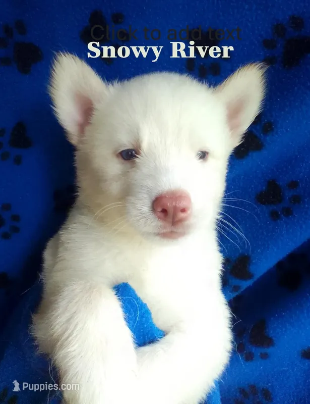 Snowy River – Siberian Husky puppy for sale in Gonzales, LA