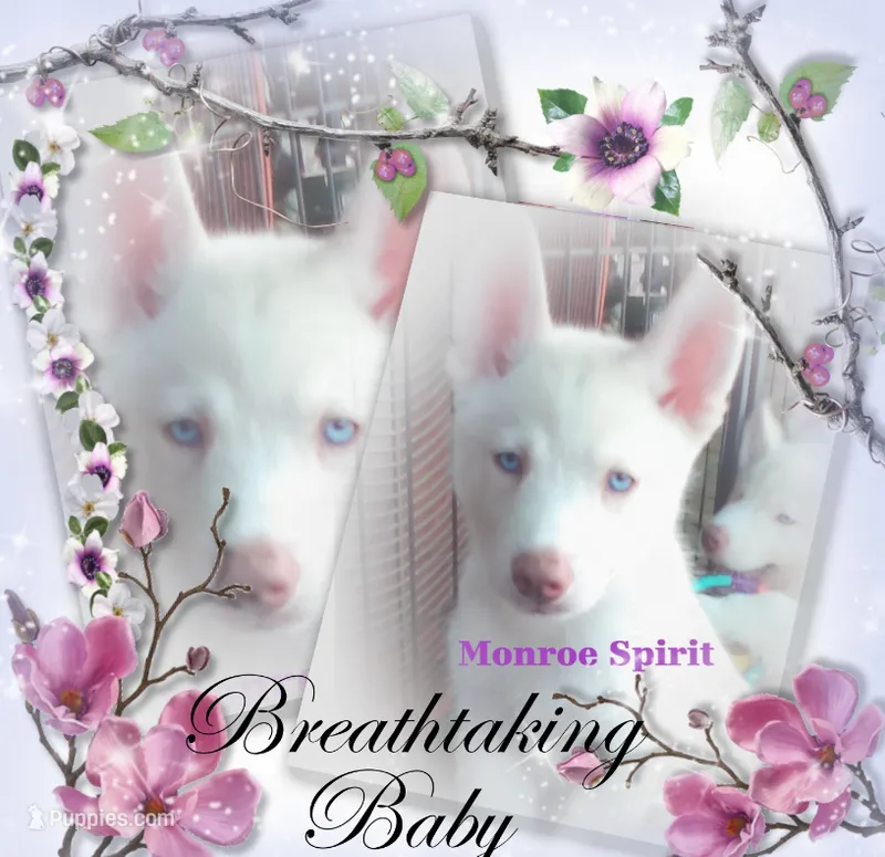 Monroe Spirit – Siberian Husky puppy for sale in Gonzales, LA