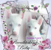 Monroe Spirit, a female Siberian Husky for sale in Gonzales, LA – 1 of 1