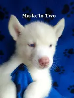 Ma-ke'lo Two, a male Siberian Husky for sale in Gonzales, LA – 1 of 1
