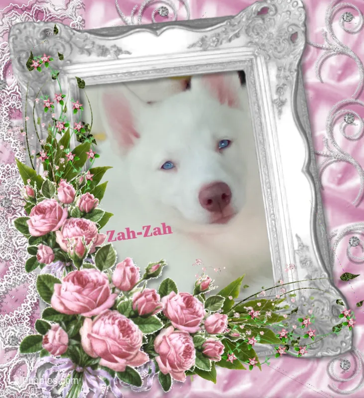 Zha-Zha – Siberian Husky puppy for sale in Gonzales, LA