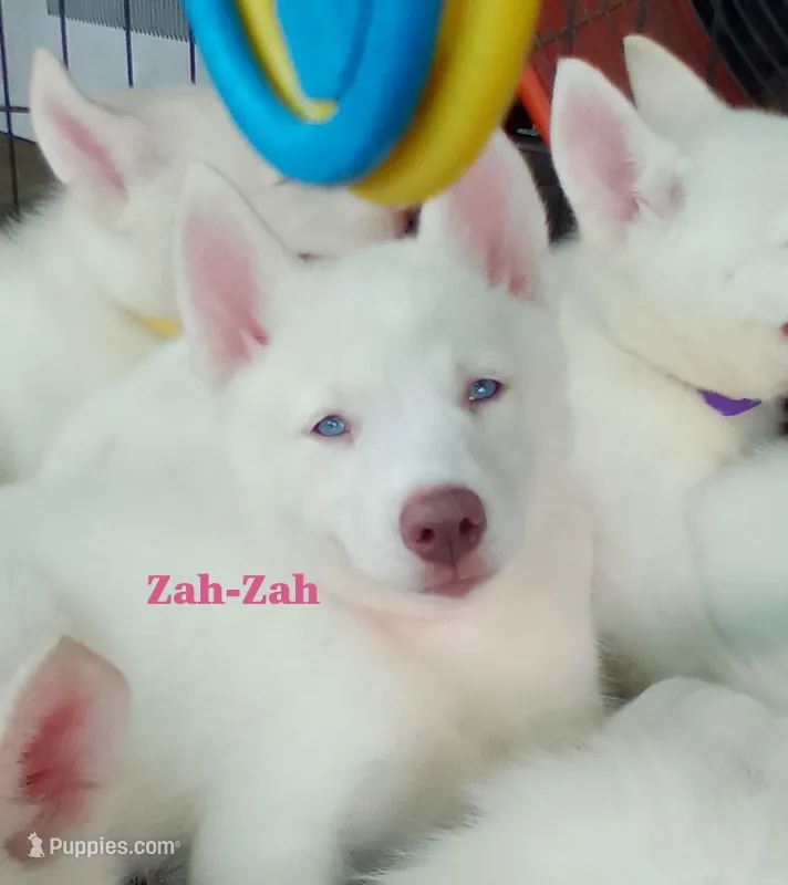 Zha-Zha – Siberian Husky puppy for sale in Gonzales, LA