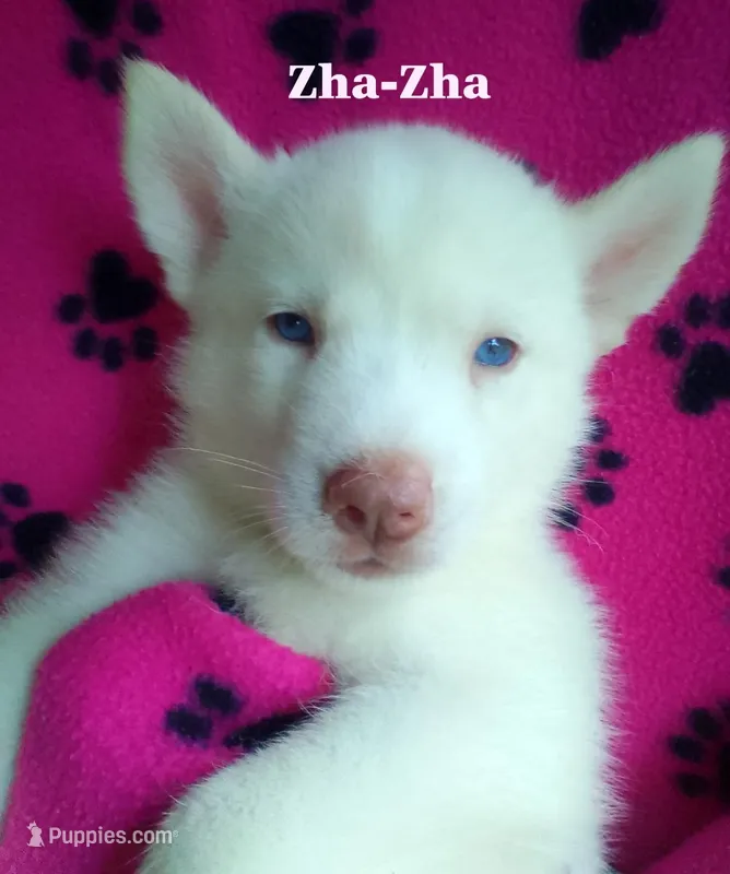 Zha-Zha – Siberian Husky puppy for sale in Gonzales, LA