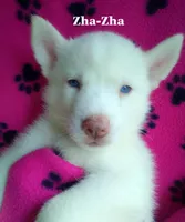 Zha-Zha, a female Siberian Husky for sale in Gonzales, LA – 1 of 1
