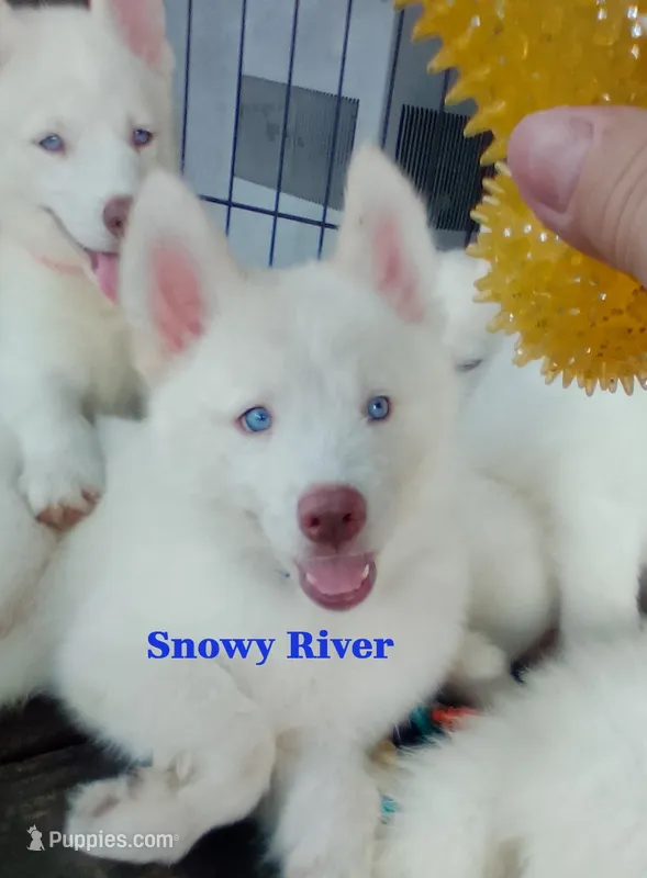 Snowy River – Siberian Husky puppy for sale in Gonzales, LA