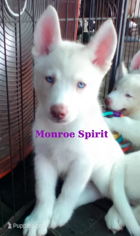 Monroe Spirit – Siberian Husky puppy for sale in Gonzales, LA