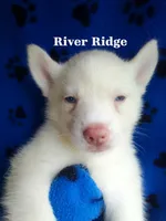 River Ridge, a male Siberian Husky for sale in Gonzales, LA – 1 of 1