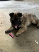 Coco, a female German Shepherd Dog for sale in Manteca, CA – 1 of 3