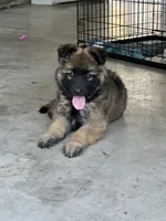 Coco, a female German Shepherd Dog for sale in Manteca, CA – 3 of 3