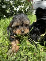 Green, a male Yorkipoo for sale in Rochester, NY – 3 of 4