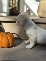 Mini Carmel pink husky, a male French Bulldog for sale in Rochester, NY – 2 of 2