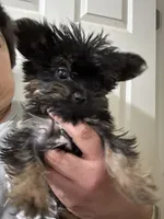 Micro Mike, a male Yorkshire Terrier for sale in Rochester, NY – 2 of 6