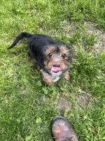 Blue, a male Yorkshire Terrier for sale in Rochester, NY – Photo 1 of 5
