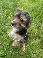 Blue, a male Yorkshire Terrier for sale in Rochester, NY – Photo 4 of 5