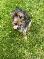 Blue, a male Yorkshire Terrier for sale in Rochester, NY – Photo 2 of 5