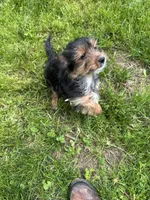 Blue, a male Yorkshire Terrier for sale in Rochester, NY – Photo 3 of 5