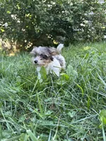 Stewart, a male Yorkshire Terrier for sale in Rochester, NY – Photo 3 of 5