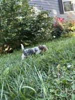 Stewart, a male Yorkshire Terrier for sale in Rochester, NY – Photo 5 of 5