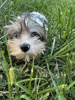 Stewart, a male Yorkshire Terrier for sale in Rochester, NY – Photo 1 of 5
