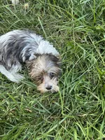 Stewart, a male Yorkshire Terrier for sale in Rochester, NY – Photo 4 of 5