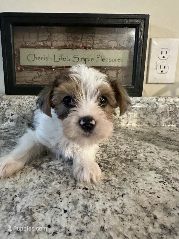 Jacob – Yorkshire Terrier puppy for sale in Rochester, NY