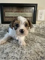 Jacob, a male Yorkshire Terrier for sale in Rochester, NY – 1 of 3
