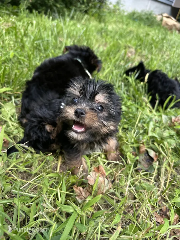 White boy slim – Yorkipoo puppy for sale in Rochester, NY