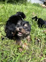 White boy slim, a male Yorkipoo for sale in Rochester, NY – 1 of 3