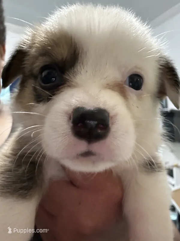 Charlotte – Pembroke Welsh Corgi puppy for sale in Rochester, NY