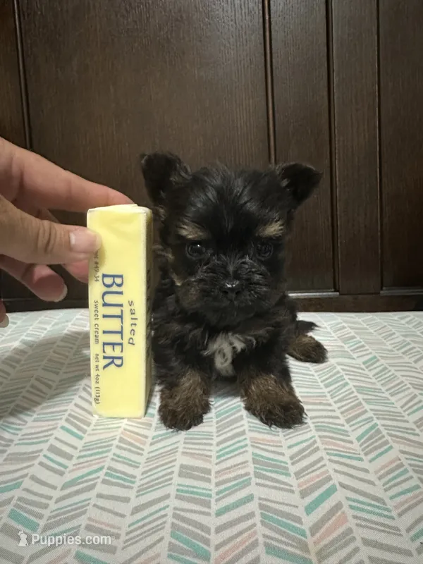 Micro Mike – Yorkshire Terrier puppy for sale in Rochester, NY