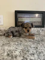 Riley , a female Pembroke Welsh Corgi and Yorkshire Terrier for sale in Rochester, NY – Photo 1 of 2