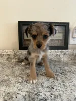 Riley , a female Pembroke Welsh Corgi and Yorkshire Terrier for sale in Rochester, NY – Photo 2 of 2