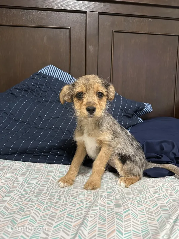 Riley  – Pembroke Welsh Corgi, Yorkshire Terrier puppy for sale in Rochester, NY