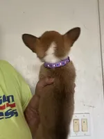 Purple, a male Pembroke Welsh Corgi for sale in Rochester, NY – 2 of 2