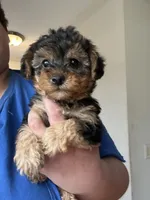 Raphael, a male Yorkipoo for sale in Rochester, NY – Photo 2 of 3