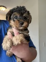 Raphael, a male Yorkipoo for sale in Rochester, NY – Photo 3 of 3