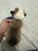 Carole, a female Pembroke Welsh Corgi for sale in Rochester, NY – 2 of 2