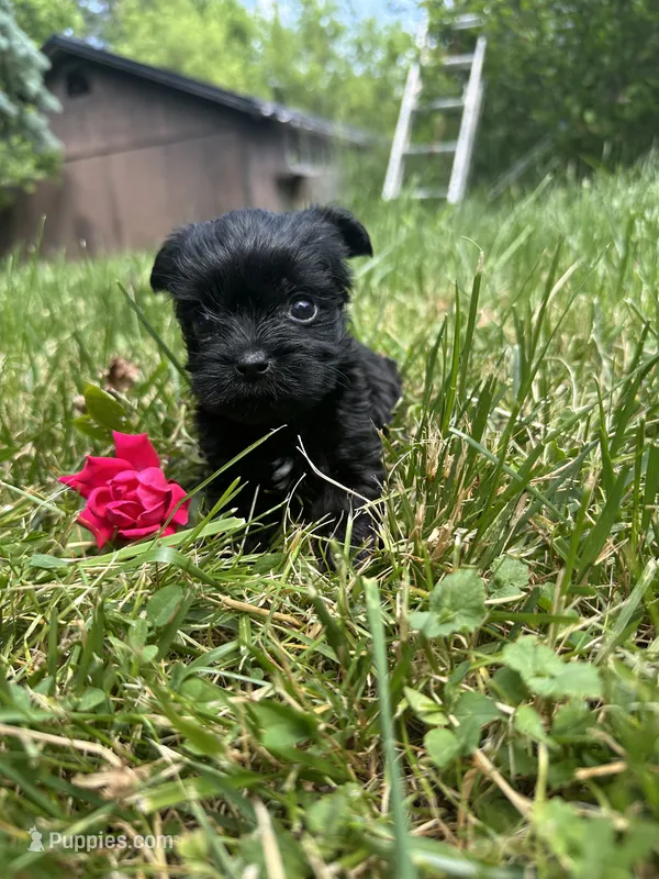 Jennifer – Yorkshire Terrier puppy for sale in Rochester, NY