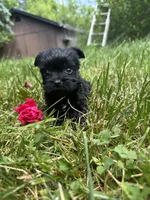 Jennifer, a female Yorkshire Terrier for sale in Rochester, NY – 1 of 2