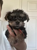 Orange, a male Yorkipoo for sale in Rochester, NY – Photo 1 of 3