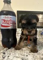 Orange, a male Yorkipoo for sale in Rochester, NY – Photo 2 of 3