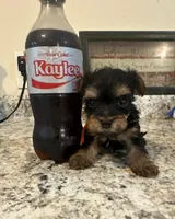 Orange, a male Yorkipoo for sale in Rochester, NY – Photo 3 of 3