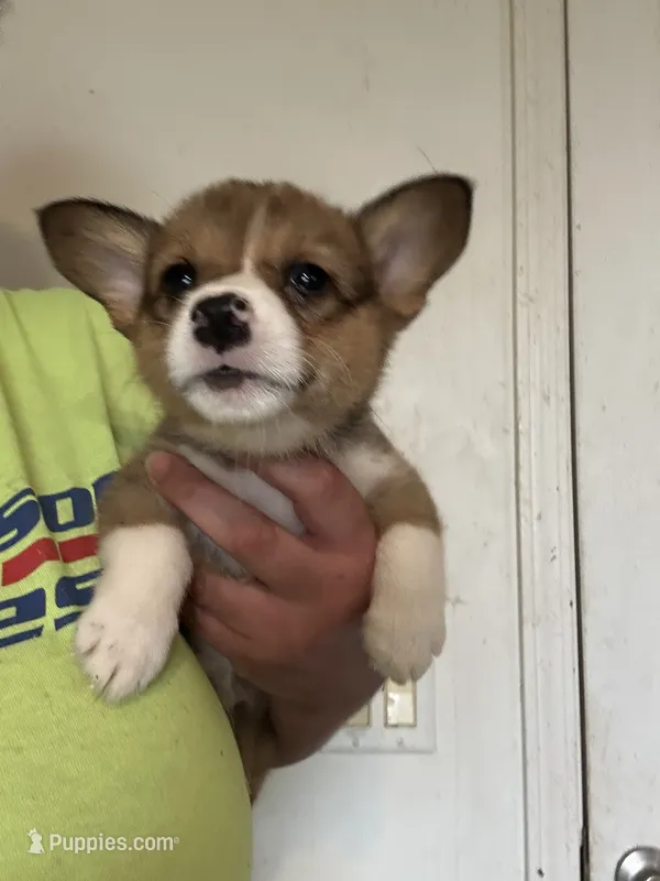 Hot pink – Pembroke Welsh Corgi puppy for sale in Rochester, NY
