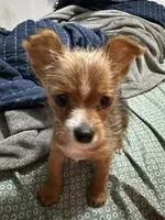 Jesus the TINY, a male Pembroke Welsh Corgi and Yorkshire Terrier for sale in Rochester, NY – 4 of 6